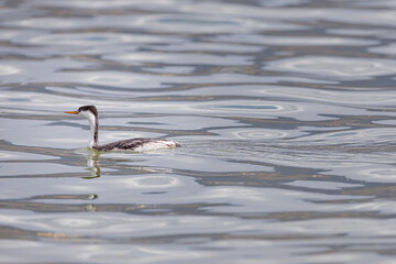 A great grey owl on the hunt