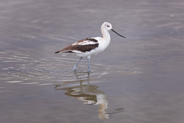 A great grey owl on the hunt