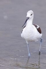 A great grey owl on the hunt