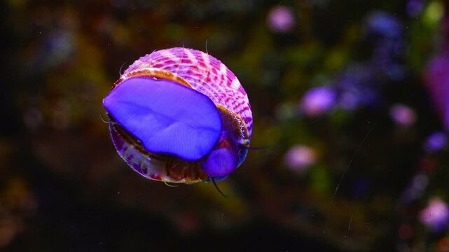 zebra turbo snail eat green algae on front glass, surface cleaner move creeping foot and clean nano reef marine ecosystem, actinic LED light, exotic captive gastropod mollusk for beginner in pet shop
