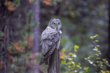 A Great Grey Owl on the Hunt