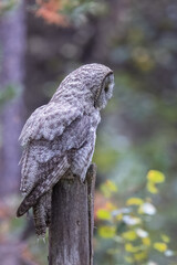 A great grey owl on the hunt