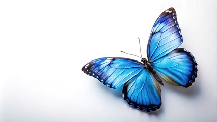 Butterfly resting on white background, worm's eye view