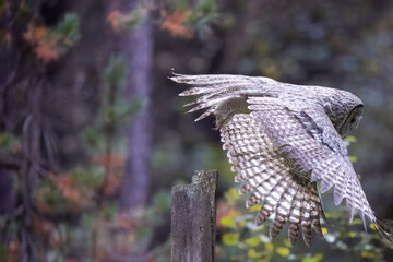 A great grey owl on the hunt