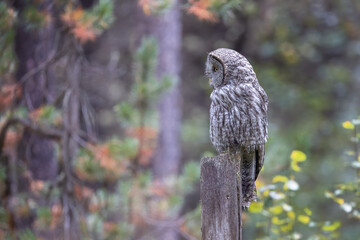 A Great Grey Owl on the Hunt