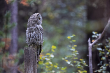 A Great Grey Owl on the Hunt
