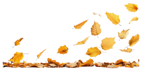 PNG  Autumn leaves falling white background