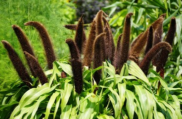 The dark upright flower of Jade Princess Ornamental Millet, with the scientific name Pennisetum...