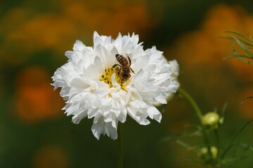 Closeup of a bee pollinating the white Cosmos Snowpuff flower