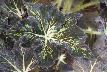 Closeup of the dark green leaf of Begonia Palomar Prince, a tropical plant