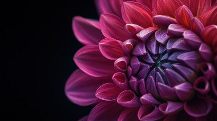 Close-up of a vibrant red dahlia flower with delicate petals and a deep purple center against a dark background.