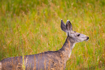 deer in the grass and evening light