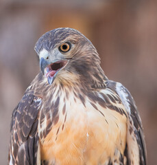 A Red Tailed Hawks Portrait up close
