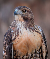 A Red Tailed Hawks Portrait up close