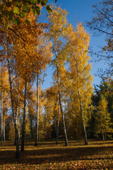 Autumn nature birches on sunny day