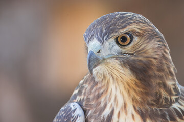 A Red Tailed Hawks Portrait up close