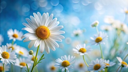chamomile flower background with white daisies on a blue background © Sayfar