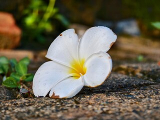 plumeria flowers lying on the ground