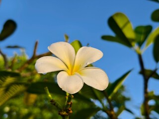 Fototapeta premium plumeria flowers with sky background