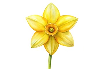 Chibi daffodil watercolor painting on white background close-up © Sayfar