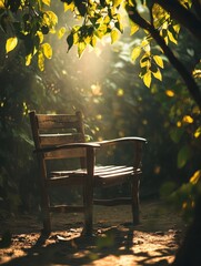 A solitary wooden chair in a sun-drenched forest clearing.