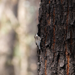 Brown Tree creeper