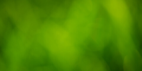 Green abstract blurred background. Green plant defocus.