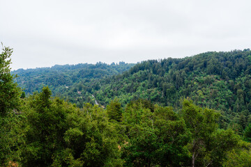pine forest in the mountains with cloudy sky