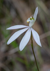 Close-up of Caladenia catenata (Lady Finger Orchid or White Fingers) - endemic to eastern Australia