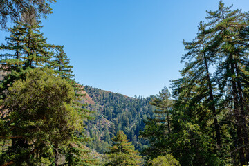 forest with mountain