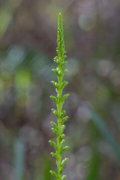 Close-up of Microtis parviflora (Slender Onion-orchid) - NSW, Australia