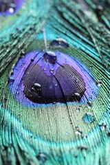 Fototapeta premium Beautiful bright peacock feather with water drops as background, macro view