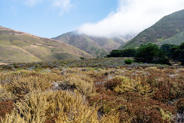 mountains with forest