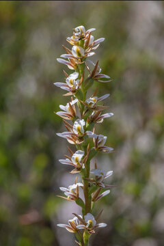 Close-up of rare Nelson Bay Leek Orchid (Prasophyllum sp. aff. odoratum) - NSW, Australia
