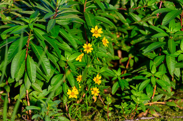 Nodding Beggarticks Wildflowers at Lake Erie Metropark, Brownstown Township, Michigan.
