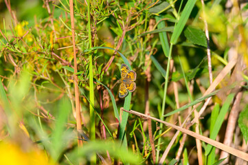 A Pearl Cresent Butterfly at Lake Erie Metropark, in Brownstown Charter Township, Michigan.