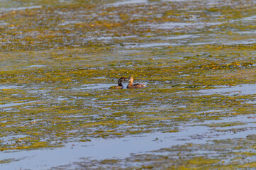 A Pied Bill Grebe Swims in Lake Erie at Lake Erie Metropark, in Brownstown Charter Township, Michigan.