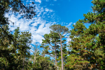 forest with blue sky