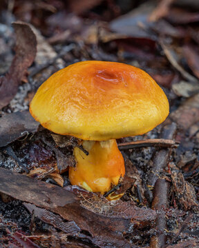 Close-up of Cortinarius sinapicolor (Slimy Yellow Cortinar) - NSW, Australia