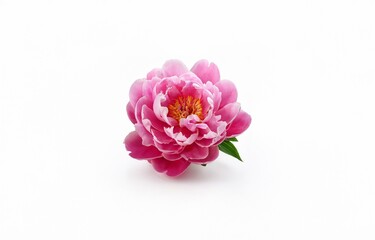 A single pink peony flower with a yellow center on a white background.
