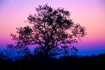 Silhouette Tree at Dusk with Colorful Sky View