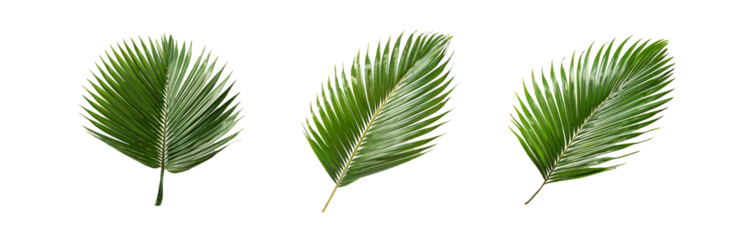 Three isolated palm leaves on white background, with a geometric pattern.
