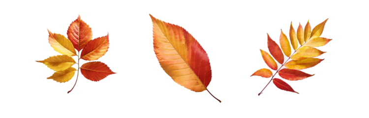Three isolated autumn leaves with different colorations of red, yellow, and orange. The leaves are presented on a white background with a geometric design.