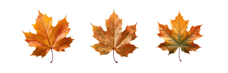 Three isolated maple leaves in shades of orange, red, and yellow, against a white background.