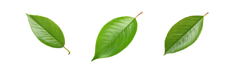 Fototapeta premium Three isolated green leaves with visible veins, on a white background.