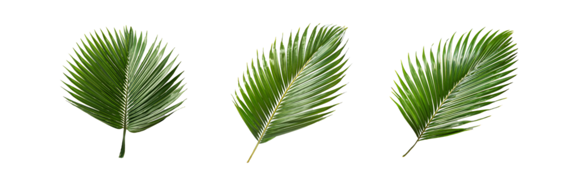 Three isolated palm leaves on white background, with a geometric pattern.
