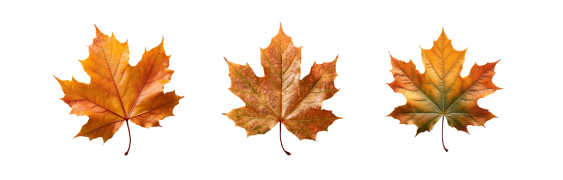 Three isolated maple leaves in shades of orange, red, and yellow, against a white background.