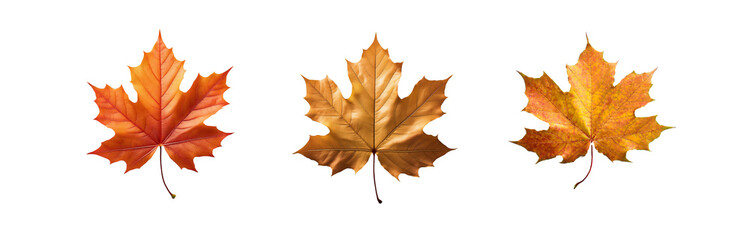 Fototapeta premium Three isolated maple leaves in different shades of fall colors, from orange to yellow, with a white background.
