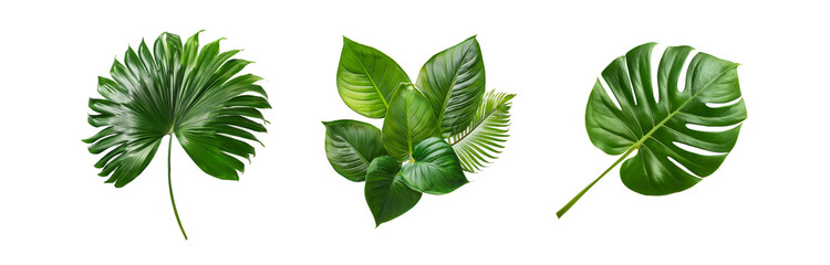 Obraz premium Three tropical leaves, isolated on a white background.