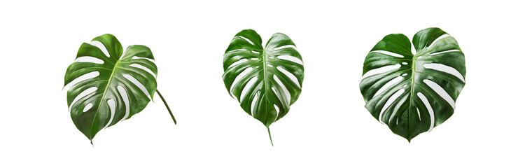 Obraz premium Three isolated monstera leaves on a white background.